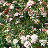 Viburnum x burkwoodii - 2nd Image