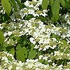 Viburnum plicatum - Meriesii - 3rd Image