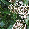 Viburnum tinus - Lucidum - 2nd Image