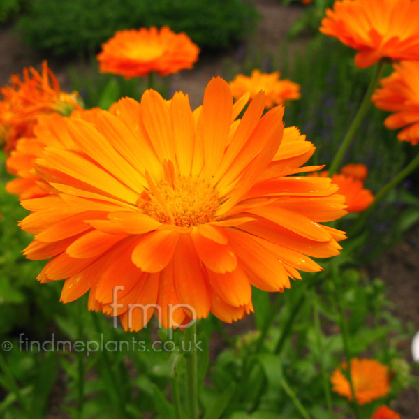 calendula_officinalis_fl.jpg?width=500