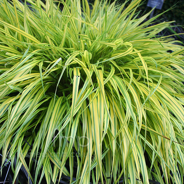 Plant Pictures Hakonechloa macra'Aureola' Tertiary Image