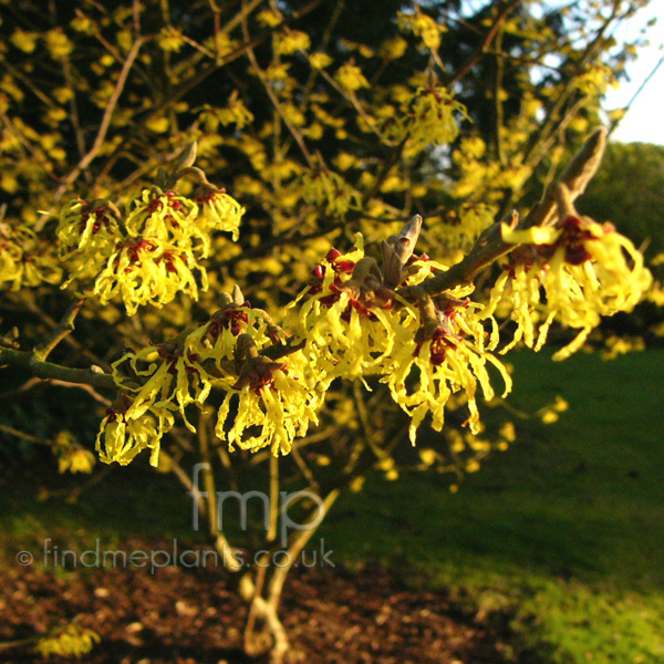 http://www.plant-pictures.net/picsinfull/hamamelis_int_pallida.jpg