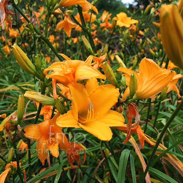 Orange Flowers Types
