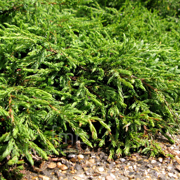 Plant Pictures: Juniperus communis - 'Repanda'
