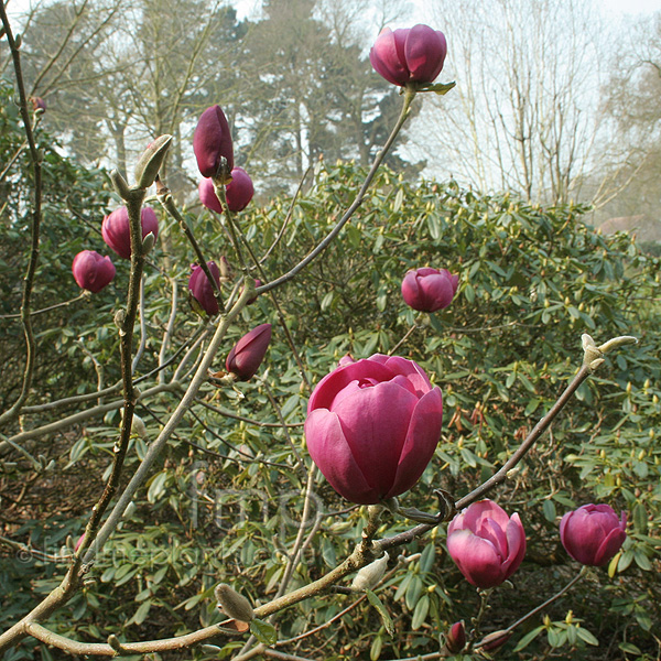 Plant Pictures: Magnolia - 'Black Tulip' (Magnolia) .