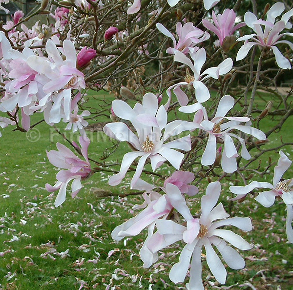 magnolia tree types. Plant Pictures: Magnolia x
