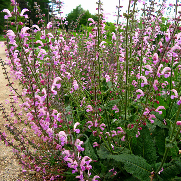 Salvia Plant Pictures 118
