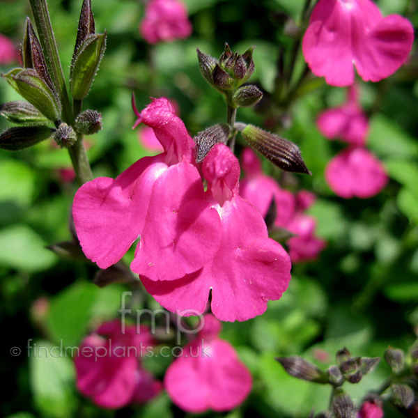 Plant Pictures Salvia microphylla 'Pink Blush' (Sage) Secondary Image